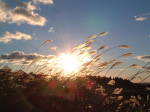 Japanese pampas grass : Sun rise
