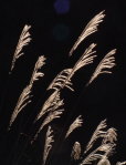 Japanese pampas grass : morning