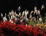 Japanese pampas grass : and autumn leaves