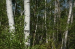 xt