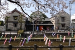 横山郷土館 こいのぼりと桜