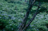 hydrangea
