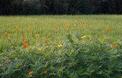 Flower beside rice paddy.