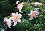 Golden-banded lily.