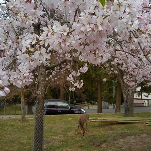 鹿桜