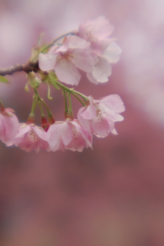 NIKON D200@Lensbabies@f2.8@1/250
