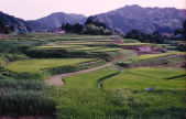 Rice paddy in the mountainside.