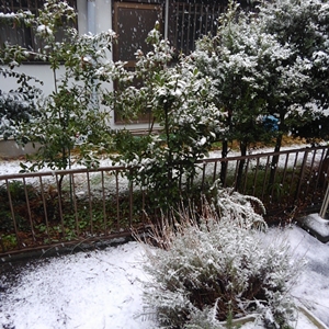 3月の雪